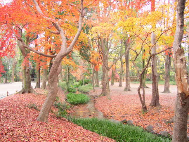 京都糺の森画像