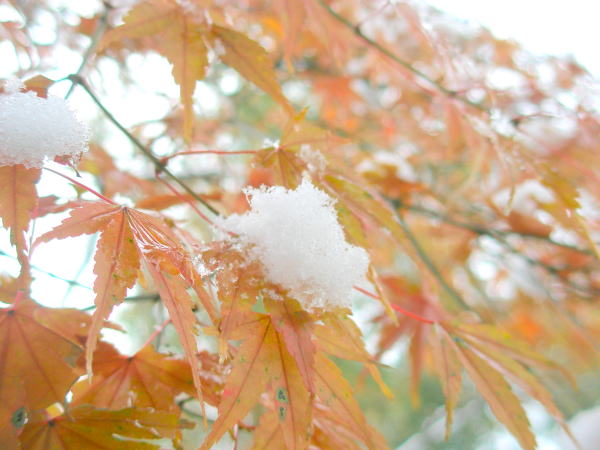 京都紅葉雪化粧画像