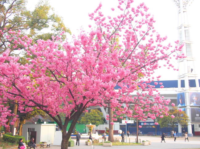 横浜公園画像